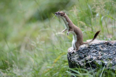Stoat (Mustela erminea) in summer coat, Grosswiesel, Lower Saxony, Germany, Europe