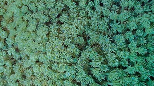 Close-up, Colonies of Flowerpot coral or Anemone coral (Goniopora columna) . Coral polyps feed by