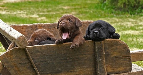 Labrador Retriever, Brown and Black Puppies in a Wheelbarrow, Normandy in France