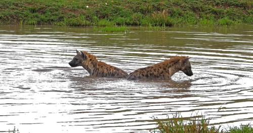 Spotted Hyena (crocuta crocuta), Adults playing in water, Masai Mara Park in Kenya