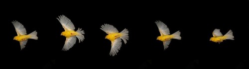 Yellow Canary (serinus canaria), Adult in flight against Black Background