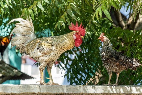 Domestic fowl, cock and hen, Gili Trawangan, Lombok, West Nusa Tenggara, Indonesia, Southeast Asia,