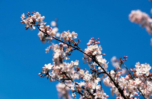 Prunus × yedoensis (Prunus x yedoensis), Yoshino cherry, blossoms, rose family, Rosaceae,
