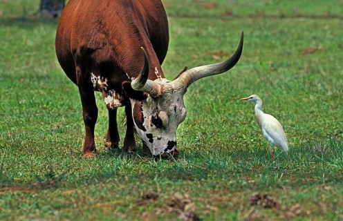 Longhorn Cow with Cattle Egret (bubulcus ibis)