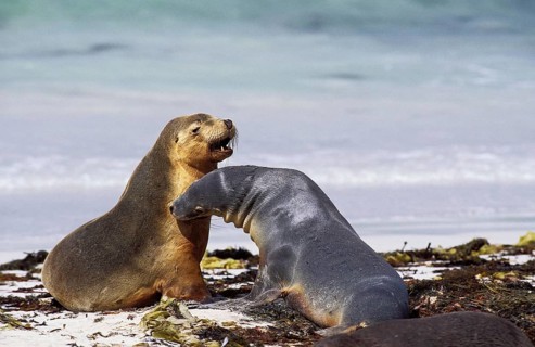 Australian Sea Lion (neophoca cinerea), Females standing on Beach, Australia, Oceania