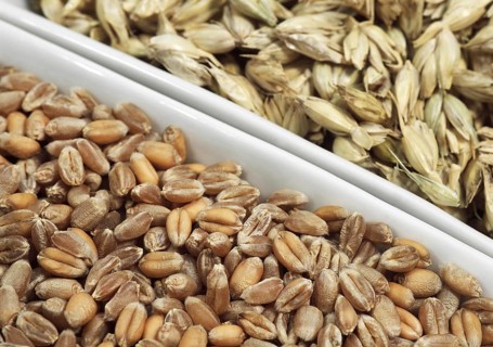 WHEAT GRAINS FOR FLOUR