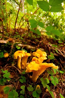 Chanterelle (Cantharellus cibarius) Rhineland-Palatinate, Germany, Europe