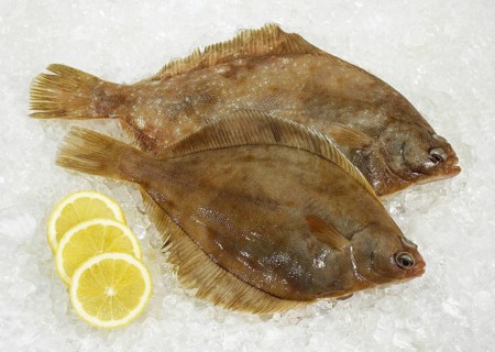 FRESH BRILL (scophthalmus rhombus) WITH YELLOW LEMON ON ICE