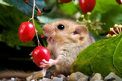Hazel dormouse (muscardinus avellanarius), adult eats berries, Normandy