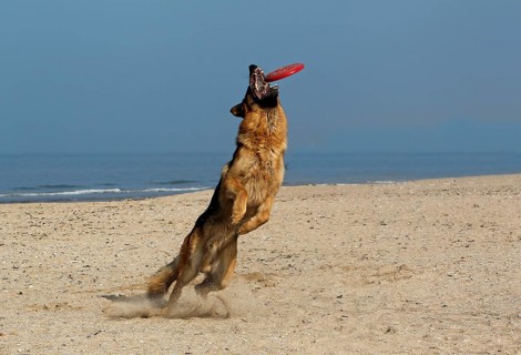German shepherd dog, male catching Frisbee, beach in Normandy