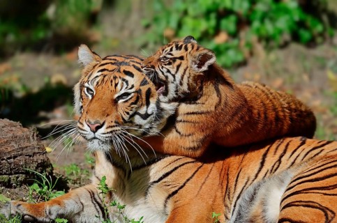 Sumatran tiger (Panthera tigris sumatrae), female with young (Panthera sumatrae), Sumatran tiger