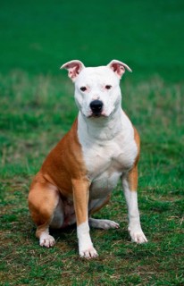 American Staffordshire Terrier, Pit Bull, Bitch