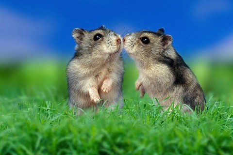 Russian Dwarf Hamster (Phodopus sungorus), pair