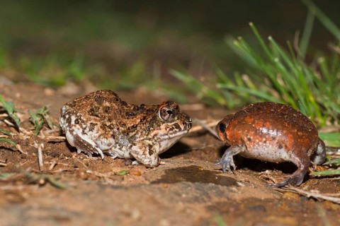 Tremolo Sand Frog, juvenile, and Bushveld Rain Frog, juvenile, blown up for defence, Hidden Valley,