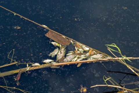 Dead fish along the banks of the River Noyyal, following mass death of fish owing to discharge of
