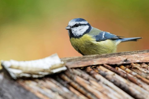 Blue tit in autumn