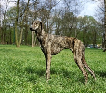 Sloughi dog on grass