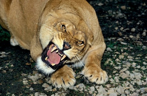 African Lion (panthera leo), Female Snarling