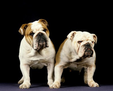 English Bulldog against Black Background