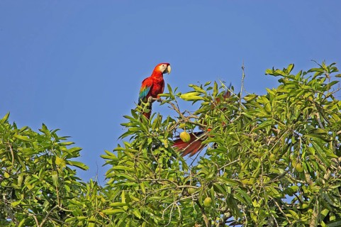 Scarlet Macaw (ara macao), Pair perched on Mango Tree, Los Lianos in Venezuela