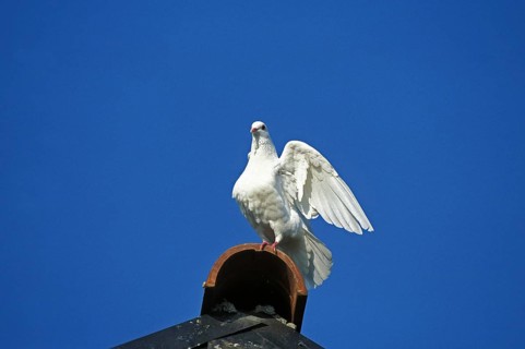 White Dove (columba livia), Adult with open Wings
