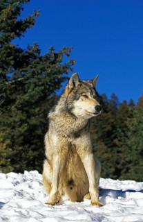 North American Grey Wolf (canis lupus occidentalis), Male sitting on Snow, Canada, North America
