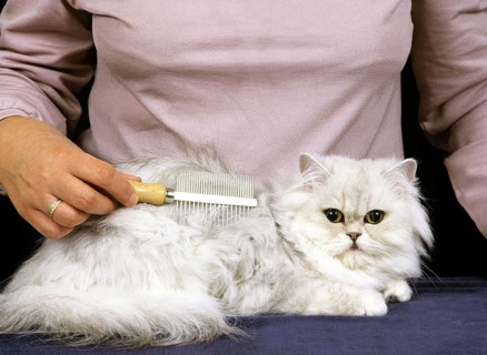 Woman Grooming a White Persian Domestic Cat, Brush