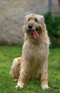Irish Wolfhound, Dog sitting on Grass with Tongue out