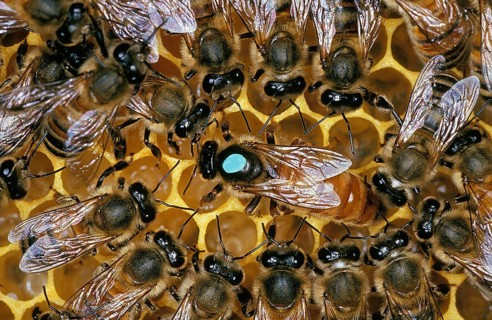 HONEY BEE (apis mellifera), HIVE WITH QUEEN AND WORKERS, FRANCE