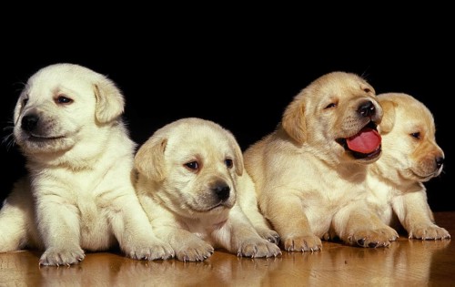 Yellow Labrador Retriever Puppies