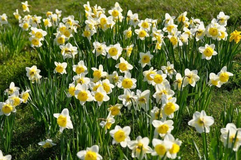 Daffodils flowering in spring in the meadow, yellow daffodil (narcissus pseudonarcissus), daffodil,