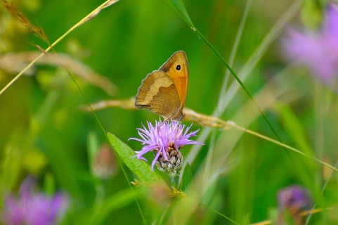 Fockenblume small hay butterfly on flower, meadow knapweed brown knapweed (Centaurea jacea), danube