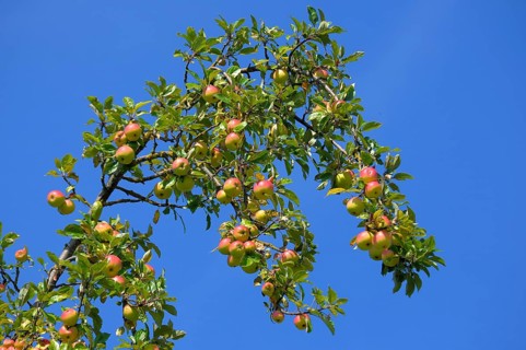 Apple tree, Branch, Variety : Alkmene