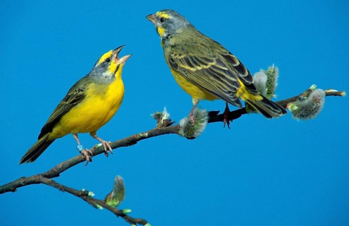 Yellow-eyed Canaries, pair (Ochrospiza mozambica)