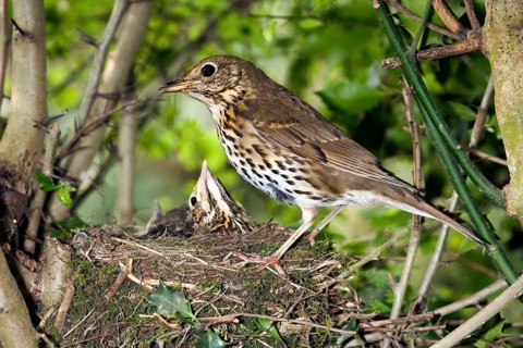 Song thrush (turdus philomelos), adult feeding chicks in nest, Normandy