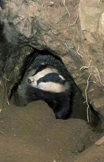 EUROPEAN european badger (meles meles), ADULT AT THE BURROW ENTRANCE, France, Europe