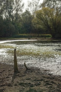 Low water level in Heidsee, pond, climate change, drought, ecology, Schwäbisch Hall, Hohenlohe,