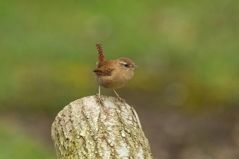 Wren standing on tree stump looking right