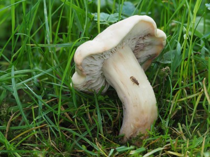 commonly known as St. George's mushroom (Calocybe gambosa), is an edible mushroom that grows mainly