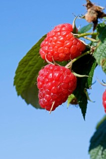 Raspberries (rubus idaeus), Normandy