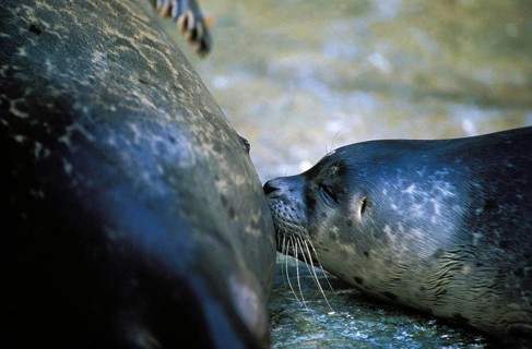 Harbour Seal (phoca vitulina), Female with Pup suckling