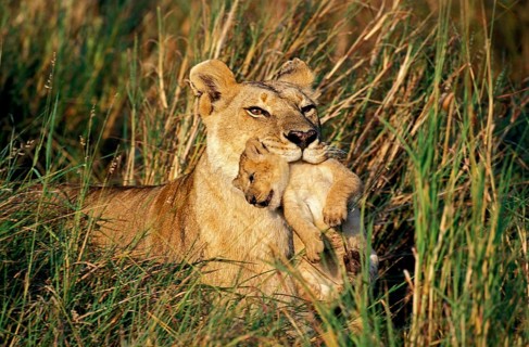African Lion (panthera leo), Mother carrying Cub in its Mouth, Masai Mara Park in Kenya