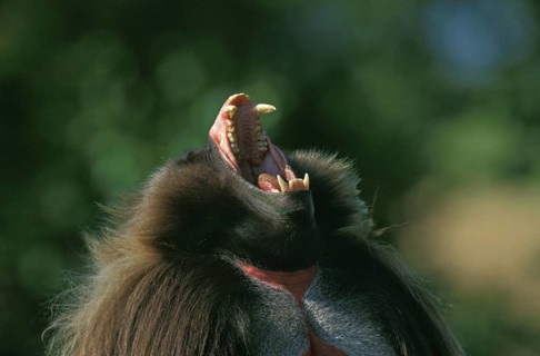 Gelada Baboon (theropithecus gelada), Portrait of Male Calling, with Open Mouth