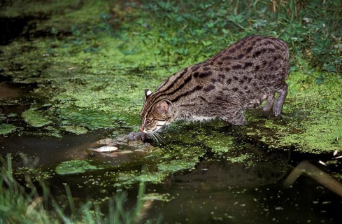Fishing Cat (prionailurus viverrinus), Adult in Water, Fishing