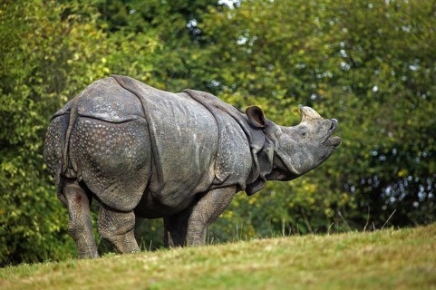 Indian rhinoceros (rhinoceros unicornis), adult Flehming