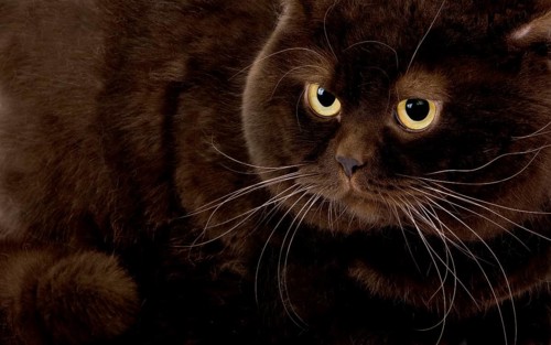 Chocolate British Shorthair Domestic Cat, Male