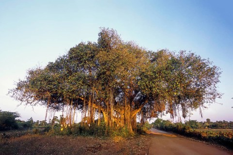 Indian Banyan tree (Ficus Benghalensis Linn) banyan fig, Tamil Nadu, South India, India, Asia