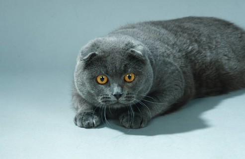 Scottish Fold, Cat, blue