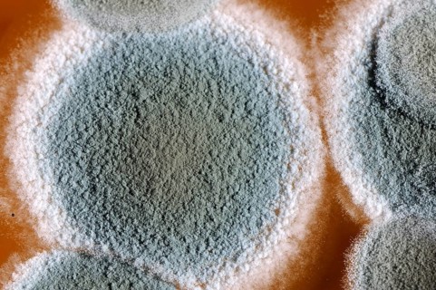 Mold cultures grow on substrate, mold culture, mold