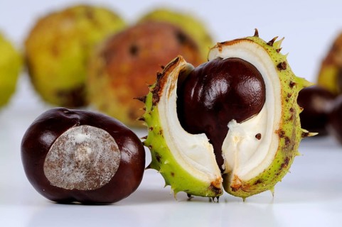 Horse chestnut (Aesculus hippocastanum), chestnut tree